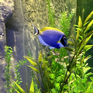 Powder Blue Tang, (Acanthurus leucosternon)