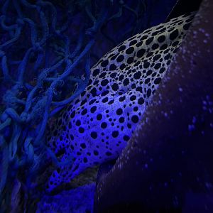 Honeycomb Moray, (Gymnothorax favagineus)