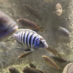 Zebra Mbuna (Maylandia zebra)