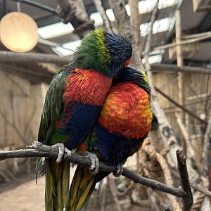 Rainbow Lorikeet (Trichoglossus moluccanus)