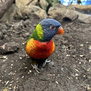 Rainbow Lorikeet (Trichoglossus moluccanus)