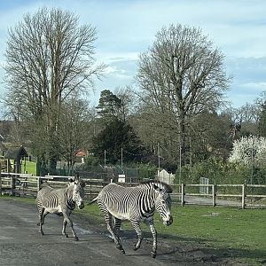 Grévy's Zebra (Equus grevyi)
