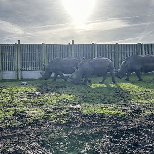 Southern White Rhinoceros (Ceratotherium simum simum)