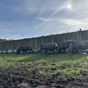 Southern White Rhinoceros (Ceratotherium simum simum)