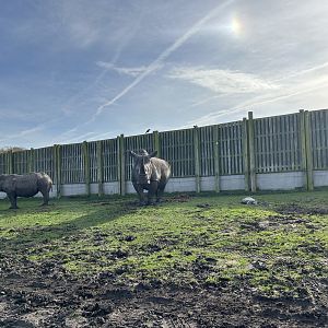 Southern White Rhinoceros (Ceratotherium simum simum)