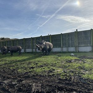 Southern White Rhinoceros (Ceratotherium simum simum)