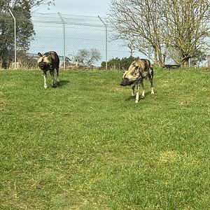 African Wild/Painted Dog, (Lycaon pictus)