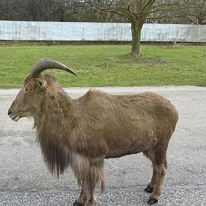 Barbary sheep (Ammotragus lervia)