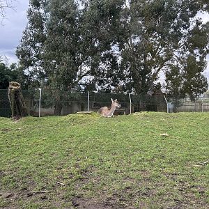 Persian Fallow Deer (Dama mesopotamica)