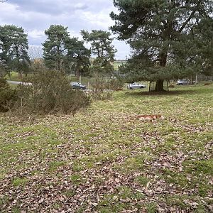 Dhole, (Cuon alpinus)