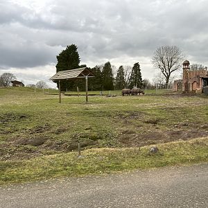 Greater One-Horned Rhinoceros, (Rhinoceros unicornis)