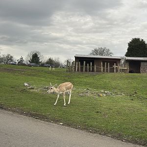Female Blackbuck (Antilope cervicapra)