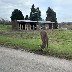 Male Barasingha, (Rucervus duvaucelii)