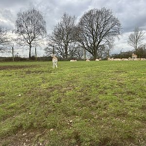 Blackbuck, (Antilope cervicapra)