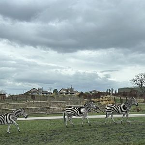 Plains Zebra, (Equus quagga)
