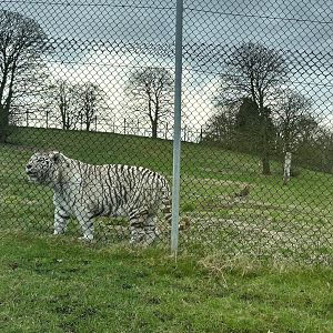 White Tiger, (Panthera tigris)