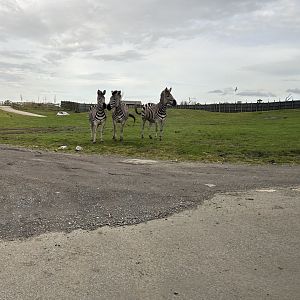 Plains Zebra, (Equus quagga)