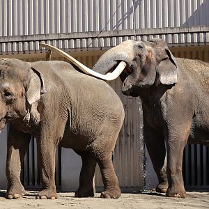 Indian elephant (Elephas maximus indicus)