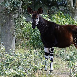 Okapi (Okapia johnstoni)