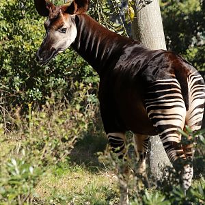 Okapi (Okapia johnstoni)