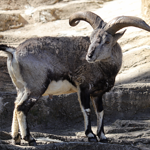 Northern blue sheep (Pseudois nayaur szechuanensis)