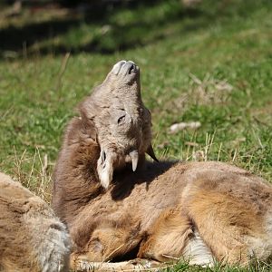 Rocky Mountain bighorn sheep (Ovis canadensis canadensis)