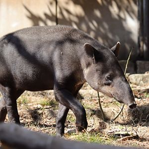 Baird's tapir (Tapirus bairdii)