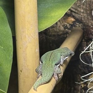 Malamakibo Day Gecko (Phelsuma malamakibo)