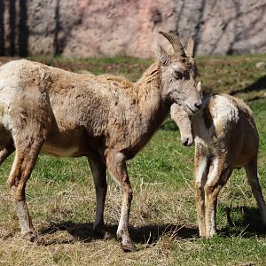 Rocky Mountain bighorn sheep (Ovis canadensis canadensis)