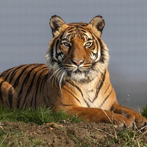 Malayan Tiger - Sahaja / Hamerton / 8-3-24