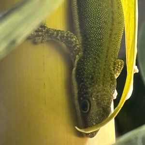 Malamakibo Day Gecko (Phelsuma malamakibo)