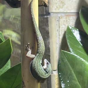 Malamakibo Day Gecko (Phelsuma malamakibo)