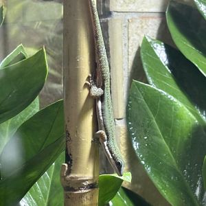 Malamakibo Day Gecko (Phelsuma malamakibo)