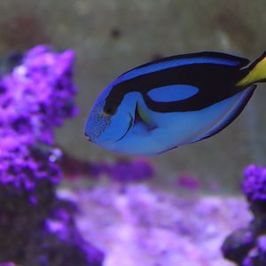 Palette Surgeonfish