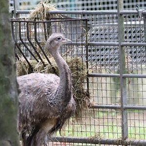 Lesser Rhea