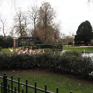 Flamingo exhibit, now with Chilean flamingos, 2024-03-09