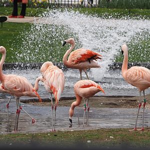 Chilean flamingos (Phoenicopterus chilensis), 2024-03-09