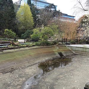 Former seal pool, intended to be used for pelicans again, undergoing renovation, 2024-03-09