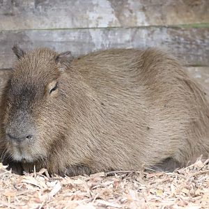 Capybara