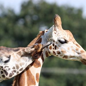 Rothschild's Giraffes