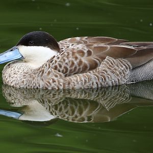 Puna Teal