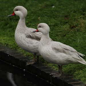 White-cheeked Pintail