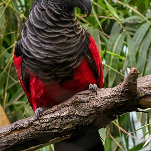 Pesquet's parrot (Psittrichas fulgidus)