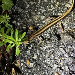 Three-Lined Salamander (Eurycea guttolineata)