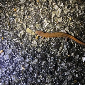 Webster’s Salamander (Plethodon websteri)