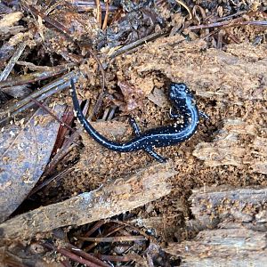 Northern Slimy Salamander (Plethodon glutinosus)