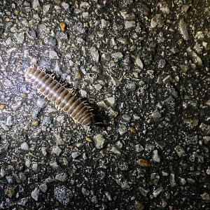Traveling Cherry Millipede (Pleuroloma flavipes)