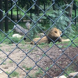 Zoo Schwerin- Asian lion- 2021