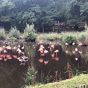 Zoo Schwerin- flamingos- 2021