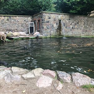 Zoo Schwerin- Humboldt's penguin enclosure- 2021
